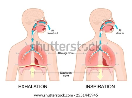Breathing. Exhalation and Inspiration. Cross section of human body with lungs and Diaphragm. Movement of rib cage, lungs and Diaphragm during inhale and exhale. vector illustration. 