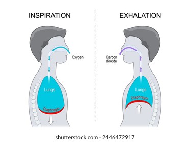 Breathing. Exhalation and Inspiration. Side view of a human body with Diaphragm and Lungs cavity. vector illustration isolated on white background.