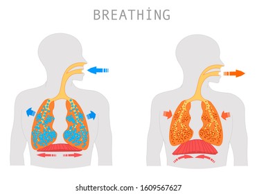 Breathing. Inhalation exhalation Operation of the Respiratory system. Fresh air inflating bronchi in lungs Discharge of polluted air from the body. Movement of the diaphragm.  Medical education Vector