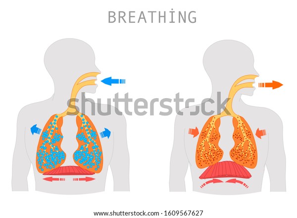 Breathing. Inhalation exhalation Operation of the\
Respiratory system. Fresh air inflating bronchi in lungs Discharge\
of polluted air from the body. Movement of the diaphragm.  Medical\
education Vector