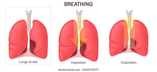 Breathing. Lung function. Respiration. Diaphragmatic breathingInhalation. Lung at rest, Inspiration and Exhalation. Human Respiratory system. 