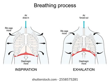 Breathing. Lungs and Diaphragm functions. Exhalation and Inspiration. Movement of rib cage, lungs and Diaphragm during inhale and exhale. vector illustration for education