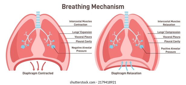 Atemmechanismus. Anatomischer Mechanismus der gesunden menschlichen Lungen, die Atemtechnik betreiben. Inhalieren Sie ein medizinisches Poster und ein Exhale. Flache Vektorgrafik.