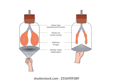 A breathing model demonstrates the human respiratory system, showing lung expansion and contraction using balloons and a diaphragm-like structure to simulate airflow