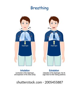 Breathing. Movement Of Rib Cage During Inspiration And Expiration. Diaphragm Functions. Vector Infographics About Breathing Cycle And Gas Exchange.