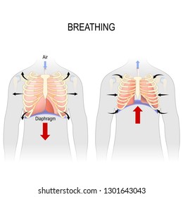 Breathing. Movement of ribcage during inspiration and expiration. diaphragm functions. enlarging the cavity creates suction that draws air into the lungs. illustration for medical, and educational use