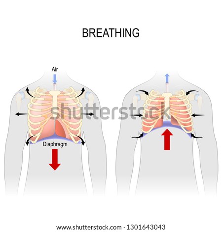 Breathing. Movement of ribcage during inspiration and expiration. diaphragm functions. enlarging the cavity creates suction that draws air into the lungs. illustration for medical, and educational use Stock foto © 