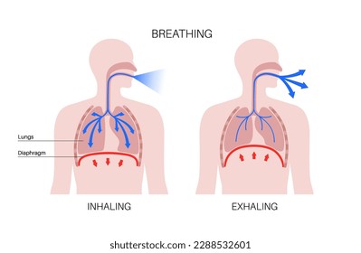 Breathing process concept. Respiration system scheme. Diaphragm anatomical poster. Inhalation in the human body. Male silhouette with chest, trachea, ribs and lungs flat vector medical illustration.