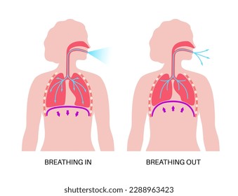 Breathing process concept. Respiration system scheme. Diaphragm anatomical poster. Inhalation in the human body. Female silhouette with chest, trachea, ribs and lungs flat vector medical illustration.