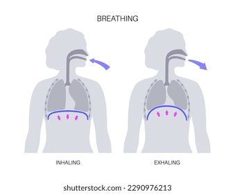 Breathing process concept. Respiration system scheme. Diaphragm anatomical poster. Inhalation in the human body. Female silhouette with chest, trachea, ribs and lungs flat vector medical illustration.
