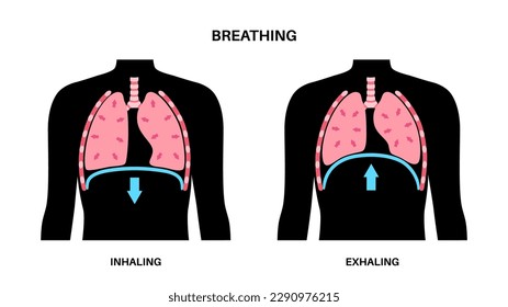 Breathing process concept. Respiration system scheme. Diaphragm anatomical poster. Inhalation in the human body. Male silhouette with chest, trachea, ribs and lungs flat vector medical illustration.