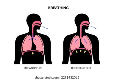 Breathing process concept. Respiration system scheme. Diaphragm anatomical poster. Inhalation in the human body. Male silhouette with chest, trachea, ribs and lungs flat vector medical illustration.