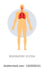 Breathing Respiratory System Isolated Human Anatomy Stock Vector ...