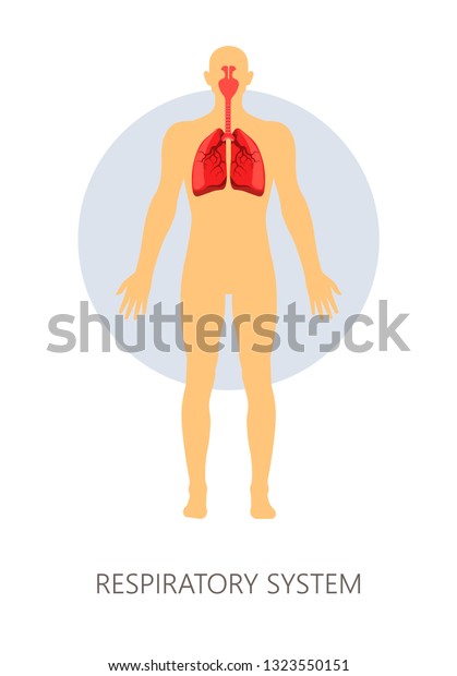 Breathing Respiratory System Isolated Human Anatomy Stock Vector ...