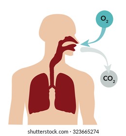 Breathing through the nose and exhaling through the mouth. Respiratory system