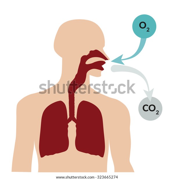 Breathing Through Nose Exhaling Through Mouth Stock Vector (Royalty ...