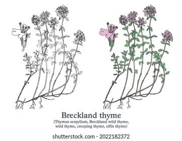 Breckland-Thymian. Farbige, handgezeichnete Vektorpflanze. Vintage-Skizze