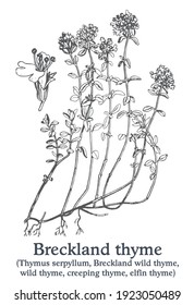 Breckland-Thymian. Handgezogene Vektorpflanze. Botanische Pflanzengrafik. Vintage-Pflanzenskizze.