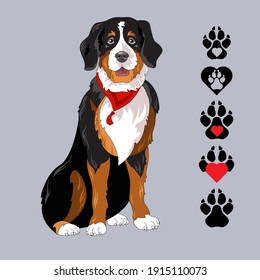 Breed Bernese mountain dog with bandana. Pet colorful portrait. Vector.