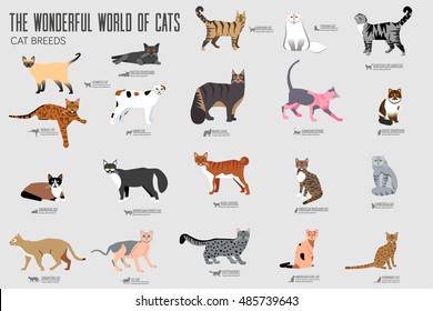 Vecto? breed cats icons set. Cute animal illustrations pet design . Collection different kitten layout flat cover