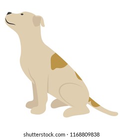 
Breed of dog, english pointer
