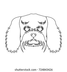 Breed of a dog, a lapdog.Muzzle of a lapdog single icon in outline style vector symbol stock illustration web.