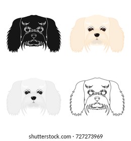 Breed of a dog, a lapdog.Muzzle of a lapdog single icon in cartoon style vector symbol stock illustration web.