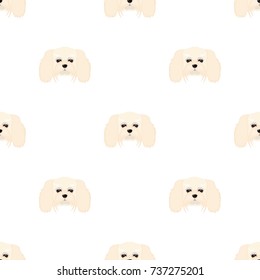 Breed of a dog, a lapdog.Muzzle of a lapdog single icon in cartoon style vector symbol stock illustration web.