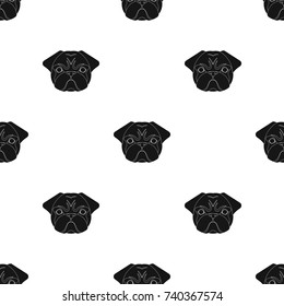 Breed of a dog, a pug.Pug s muzzle single icon in black style vector symbol stock illustration web.