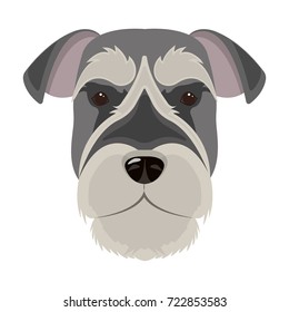 A breed of a dog, a risen schnauzer.Risen Schnauzer Muzzle single icon in cartoon style vector symbol stock illustration web.