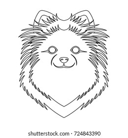 Breed of a dog, spitz.Muzzle Spitz single icon in outline style vector symbol stock illustration web.