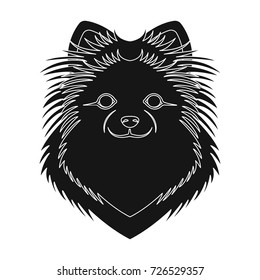 Breed of a dog, spitz.Muzzle Spitz single icon in black style vector symbol stock illustration web.