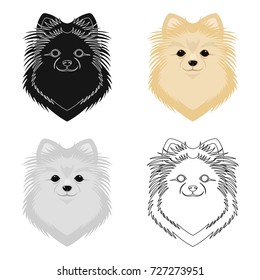 Breed of a dog, spitz.Muzzle Spitz single icon in cartoon style vector symbol stock illustration web.