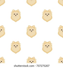 Breed of a dog, spitz.Muzzle Spitz single icon in cartoon style vector symbol stock illustration web.