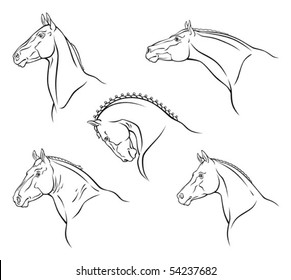 Breed of horse