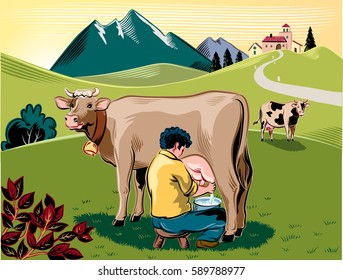 Breeder intent to milk a cow on a mountain meadow.