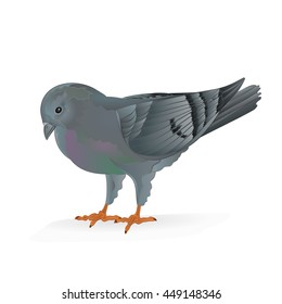 Breeding bird Carrier pigeon domestic sports bird vector illustration
