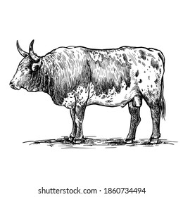 Breeding cattle. American bull. vector sketch on white background