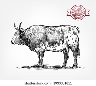 Breeding cattle. American bull. vector sketch on white background