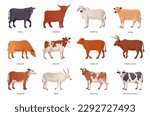 Breeding cattle. Breeds cattles farm mammal animal, netherlands cow beef, agriculture breed bull brahman hereford angus ayrshire limousin, set ingenious vector illustration of farm cattle domestic