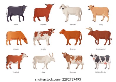 Breeding cattle. Breeds cattles farm mammal animal, netherlands cow beef, agriculture breed bull brahman hereford angus ayrshire limousin, set ingenious vector illustration of farm cattle domestic