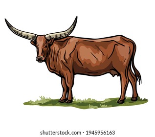 Breeding cattle. grazing cow. vector illustration isolated on white background