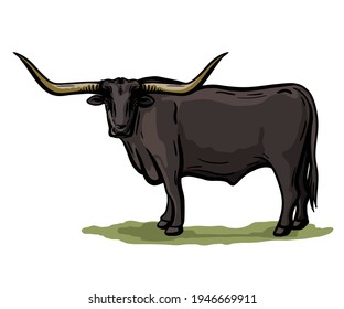 Breeding cattle. grazing cow. vector illustration isolated on white background