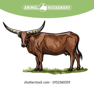 Breeding cattle. grazing cow. vector illustration isolated on white background