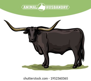 Breeding cattle. grazing cow. vector illustration isolated on white background