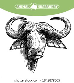 Breeding cattle. head of a Afrikan Buffalo. vector sketch on white background