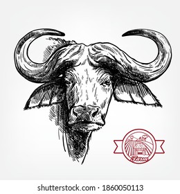 Breeding cattle. head of a Afrikan Buffalo. vector sketch on white background