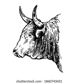 Breeding cattle. head of American bull. vector sketch on white background