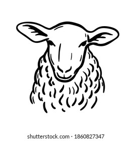 Breeding cattle. head of a sheep. vector sketch on white background