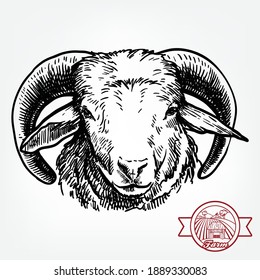 Breeding cattle. head of a sheep. vector sketch on white background